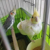 عروس هلندی
