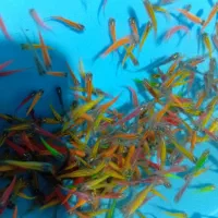 دانیو همه رنگ