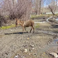 کره خر ۱ساله ماده