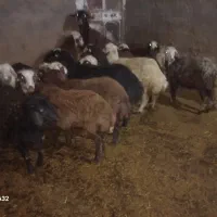 ۱۵عدد افشاری ماده ۴ عدد افشاری نره صادراتی