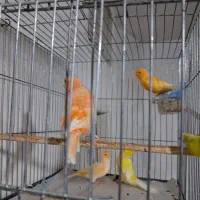 یک تعداد قناری