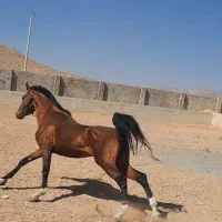 نریان ۲.۵ ساله نوه شاهزاده سین و سالار فرخشهر