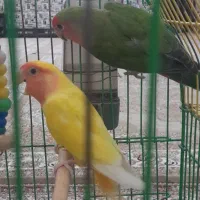 یک جفت طوطی برزیلی