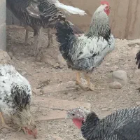 خروس و بوقلمون محلی جوان|حیوانات مزرعه|هشتگرد, ینگی امام|دیوار