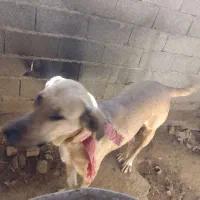 سگ حیوان خانگی