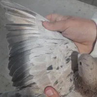 کفتر پرشی|پرنده|تهران, دبستان|دیوار