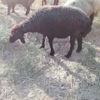 گوسفند‌داشتی