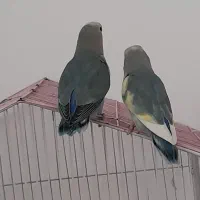 جوجه برزیلی|پرنده|سقز, |دیوار