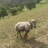 قوچ میش.بهده بز