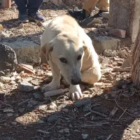 پا کوتاه|سگ|بیرجند, |دیوار