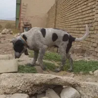 واگزاری توله قدرجونی اصیل