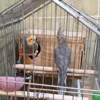 تعدادی طوطی برزیلی و عروس هلندی به فروش میرسد|پرنده|نورآباد ممسنی, |دیوار