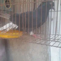 برومی اشعل کفتر|پرنده|اهواز, سپیدار|دیوار