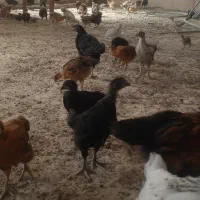 جوجه محلی و گلپایگان اصلاح نژاد شده