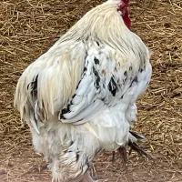 خروس برهما دو عدد|حیوانات مزرعه|جوادآباد, |دیوار