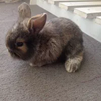 بچه خرگوش لوپ ملوس|موش و خرگوش|سبزوار, قدس|دیوار