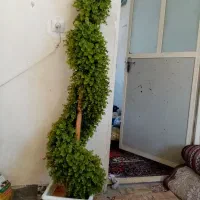 گلدان مصنویی|گل مصنوعی|دزفول, |دیوار