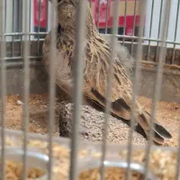 سهره قناری معاوضه با قناری