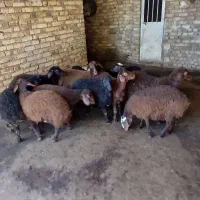 بره نر و ماده