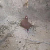 کفتر سرخ دم سفید