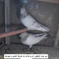 کبوتر جفت پررشی|پرنده|مشهد, نیروی هوایی|دیوار