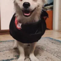 واگذاری رایگان پامر