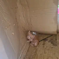 بچه گربه