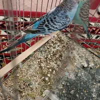 سه عدد مرغ عشق|پرنده|نقده, |دیوار