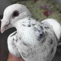 کبوتر شهرستان کربلایی،سرور مسافتی ،کلاغ(کله سفید)|پرنده|تهران, مسعودیه|دیوار