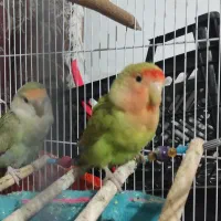 فروش طوطی برزیلی