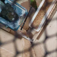 چهار جفت مرغ عشق تخم گذار و قفس|پرنده|دزفول, |دیوار