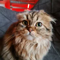 نارنجی ماده نر لانگهیر|گربه|پرند, فاز ۶|دیوار