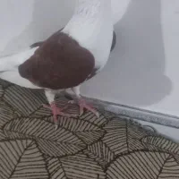 کبوتر|پرنده|بوئین زهرا, |دیوار