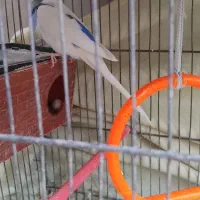 مرغ عشق (سرحال و با نشاط)|پرنده|شیراز, وزیرآباد|دیوار