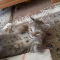 500 هزار تومن مژدگانی یابنده بچه گربه|گربه|شهرضا, |دیوار