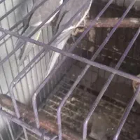 طوطی عروس جفت|پرنده|قائمشهر, |دیوار