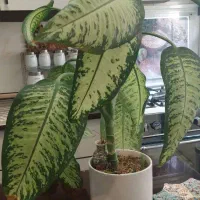 گل دیفن باخیا|گل و گیاه طبیعی|تهران, افسریه جنوبی|دیوار