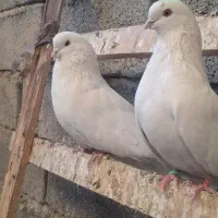 کبوتر|پرنده|مهاجران, |دیوار