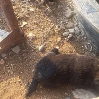 پاکوتاه خوشکل