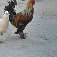 خروس محلی پاپر اصیل