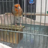 سهره قناری لربخون دهن پاک|پرنده|تهران, افسریه جنوبی|دیوار