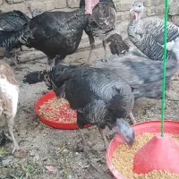 بوقلمون نر و ماده|حیوانات مزرعه|فلاورجان, |دیوار