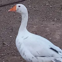 غاز نرو ماده