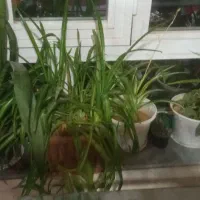 گل خانگی طبیعی