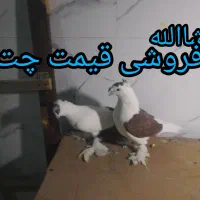 دانه خوری پرنده|لوازم جانبی حیوانات|گناباد, |دیوار