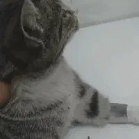 گمشده گربه با دست پانسمان شده کوچه مشکی