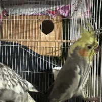 عروس هلندی نروماده