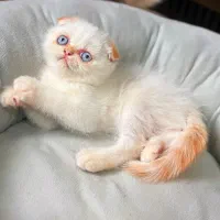 اسکاتیش گلدن پوینت