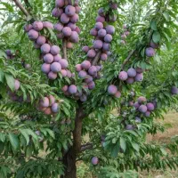 نهالستان پیوندی و اصلاح شده سهند|خدمات باغبانی و درختکاری|گلپایگان, |دیوار