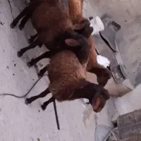 ۴عدد کاور نر
